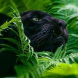 Търся шофьор с категория Ц за работа на контейнеровоз за строителни отпадъци